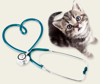 New Kitten Exams at Mount Tabor Animal Hospital, Winston-Salem, NC